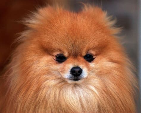 Pomeranian - All Small Dogs Wallpaper (18774580) - Fanpop