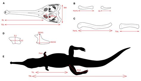 Species New to Science: [Paleontology • 2023] Evaluating Growth in Macrospondylus bollensis ...