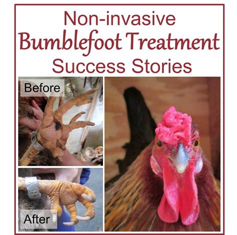 Non-invasive Bumblefoot Treatment: Success Stories