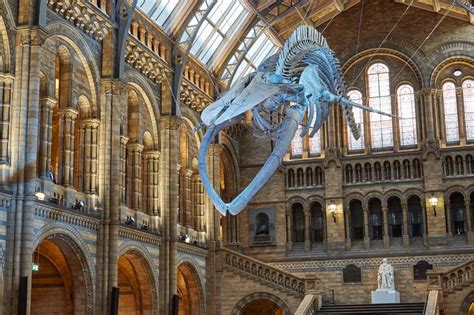 Blue Whale Skeleton Natural History Museum