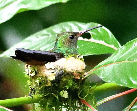 Rufous-tailed Hummingbird, female on the nest | Rufous-taile… | Flickr