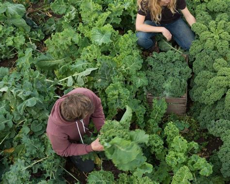 When and How to Harvest Kale so It Keeps Growing ???? [10+ Pro Tips!]