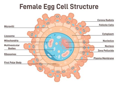 Plasma Egg Stock Illustrations – 218 Plasma Egg Stock Illustrations ...