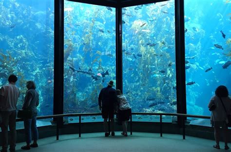 Aquarium Of The Pacific Vs Monterey Bay Aquarium - Aquarium Views