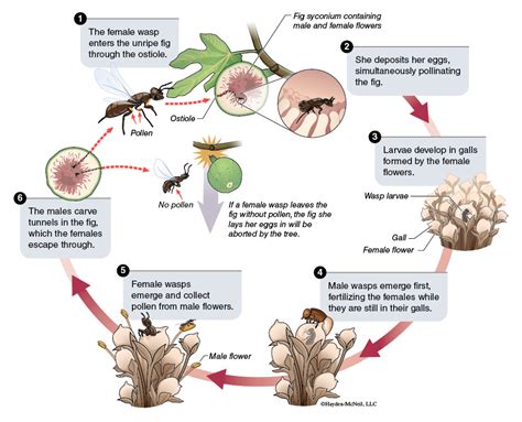 Fig Wasp Life Cycle :: Behance