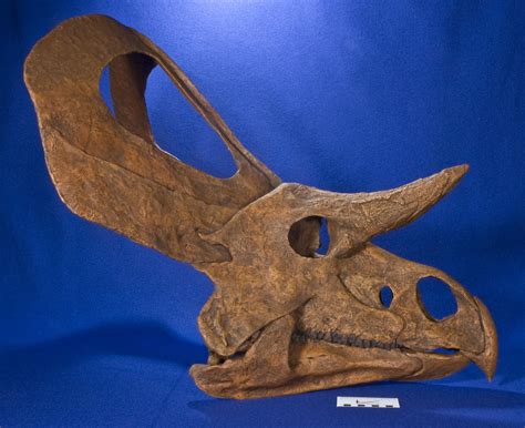 Zuniceratops Skull Fossil