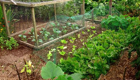 Permaculture Garden Examples | Fasci Garden