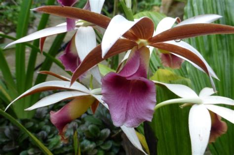 Monteverde Orchid Garden (Santa Elena) - All You Need to Know Before ...