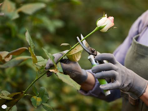 Rose Bush Care: Methods and Techniques for Your Roses