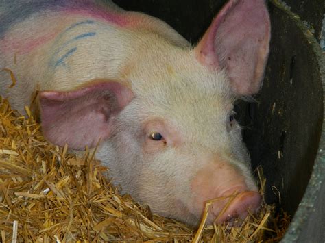 US researchers’ ‘major breakthrough’ in combatting African swine fever ...