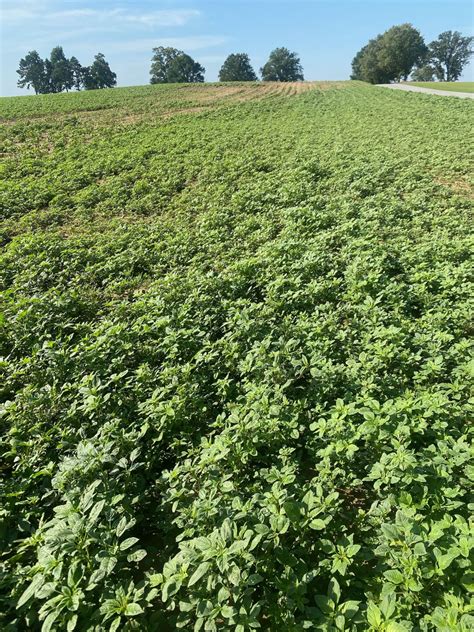 Dicamba-Resistant Palmer Amaranth in Tennessee: Stewardship Even More Important | UT Crops News