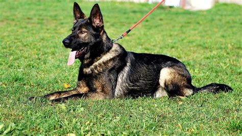 German Shepherd K9 - German Choices