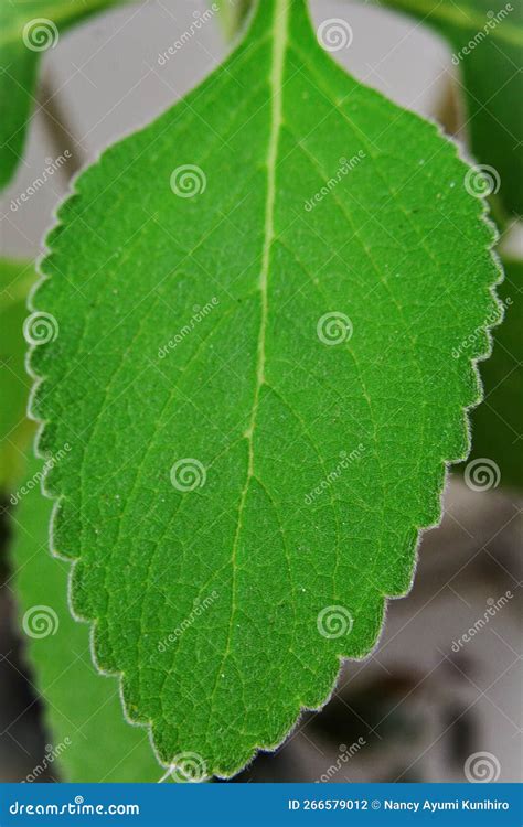 The Foliage in Detail of the Boldo Plant Stock Photo - Image of medicine, green: 266579012