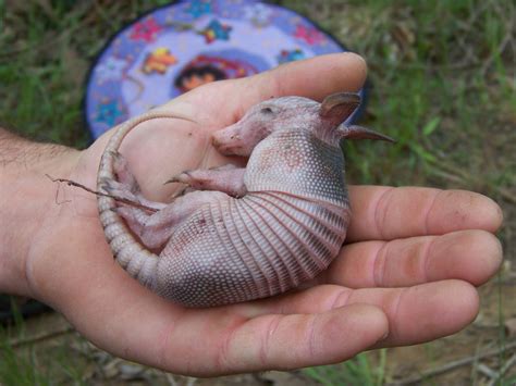 baby armadillo by coldreality65 on DeviantArt