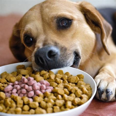 Best Homemade Dog Food for Pancreatitis: Vet-Approved Recipes