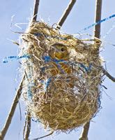 Oriole nest building - Ontario Nature