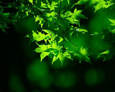 Light Green Nature Wallpapers - Top Free Light Green Nature Backgrounds ...