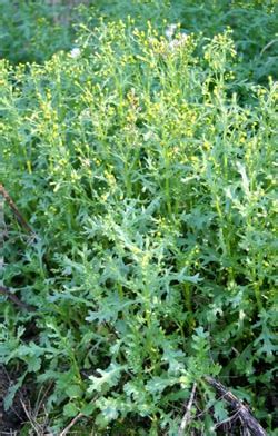 Common Groundsel, Senecio vulgaris – Wisconsin Horticulture