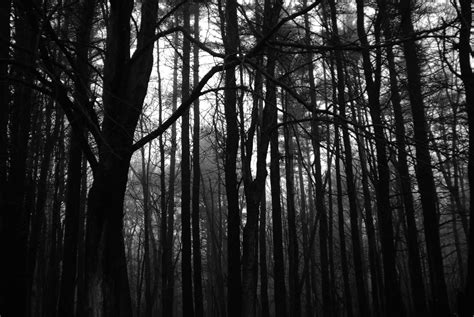 Dark Creepy Forest Wallpaper 3872x2592 ID40497