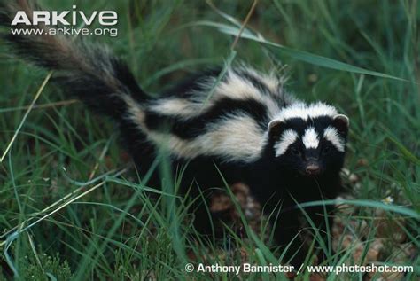 Impurest's Guide to Animals #141 - Striped Polecat