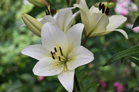 Flowers Photograph by Dawn Van Doorn - Fine Art America