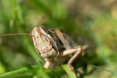 What Do Grasshoppers Eat? - My Animals