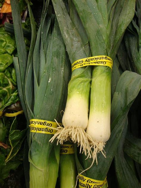 Leeks: Plant Care and Collection of Varieties - Garden.org. Great site for information! | Plants ...