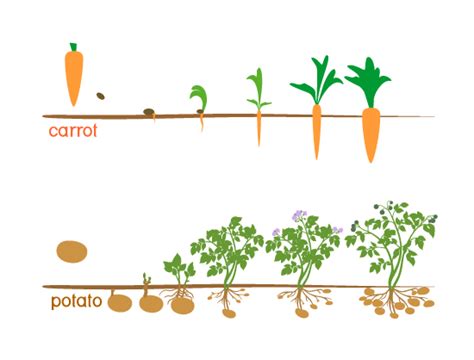 FreshPoint | Root Vegetables and Tubers