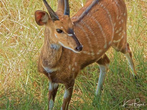 Beautiful Antelope in Botswana with Awsome Facts and Photos | Animals beautiful, Animals, Animal ...