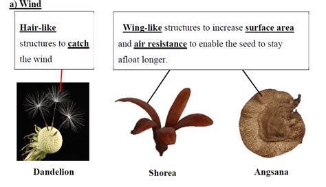 Reproduction in Plants- Seed Dispersal Methods and Diagrams