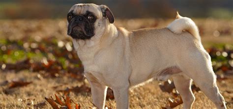 Green Valley Pugs | AKC Pug Puppies. Family Raised. Genetically Health Tested