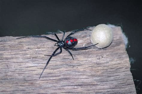 Black Widow Spider Eggs