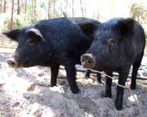 Mulefoot Pig: Origin, Characteristics, Uses, Photo