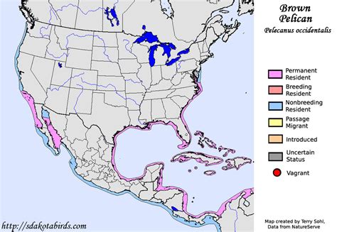 Brown Pelican - Species Range Map