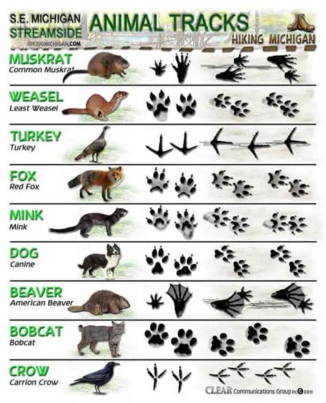 Animal Tracks Identification Guide