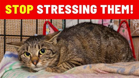 10 Main Causes of Stress in Cats - Are You Doing These? - YouTube