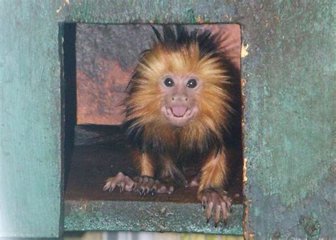 Golden Headed Lion Tamarin Baby 1 - ZooChat