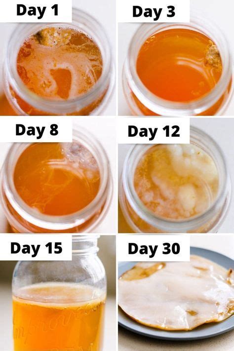 Kombucha Scoby Recipes, Kombucha Starter, How To Brew Kombucha, Homemade Kombucha, Fermentation ...