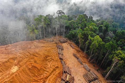 Parliament adopts new law to fight global deforestation | News ...