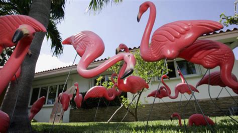 History of the hot pink flamingo - CNN.com