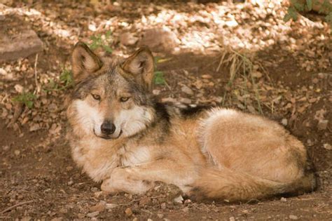 Mexican wolf, Canis lupus baileyi, a subspecies of the gray wolf, in the Arizona-Sonora Desert ...