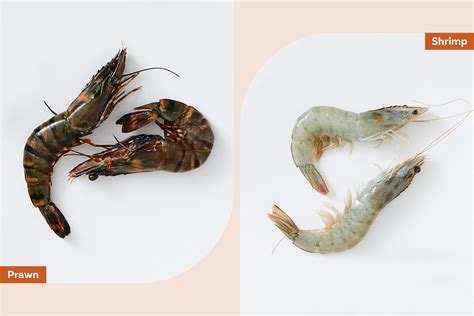 Difference Between Prawns And Shrimp Shrimp And Snail, 48% OFF