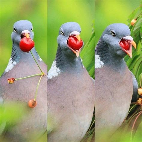 Pigeon, Eating pigeon, Start a diet