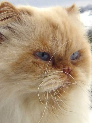 Himalayan Persian Cat Colors - Pets