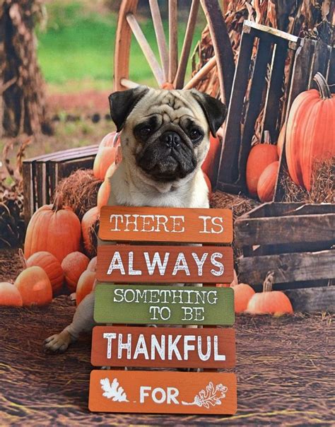 Happy Thanksgiving from Boo Lefou! #pug #dog #Thanksgiving