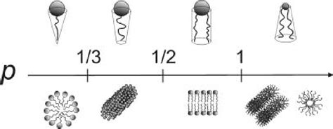 Figure 2.1 from BIOPHYSICAL STUDIES ON CATIONIC LIPOSOMES - IMPLICATIONS FOR SELF-ASSEMBLY AND ...