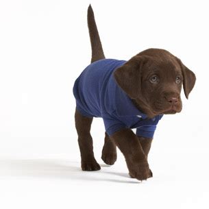 Animal Encyclopedia: Chocolate Lab Puppies