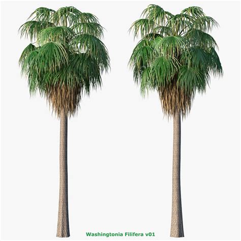 max washingtonia filifera palm