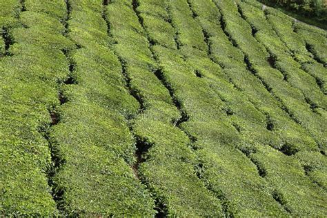 Tea Plantation stock photo. Image of asia, farmland, scenery - 11511044