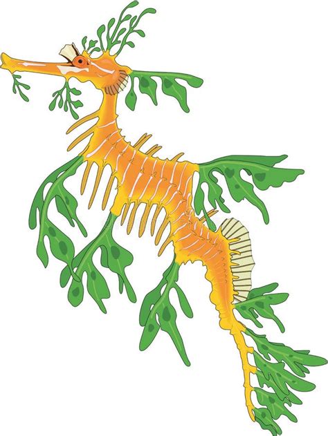 Leafy Sea Dragon Seahorse stock vector. Illustration of dragon - 18354338